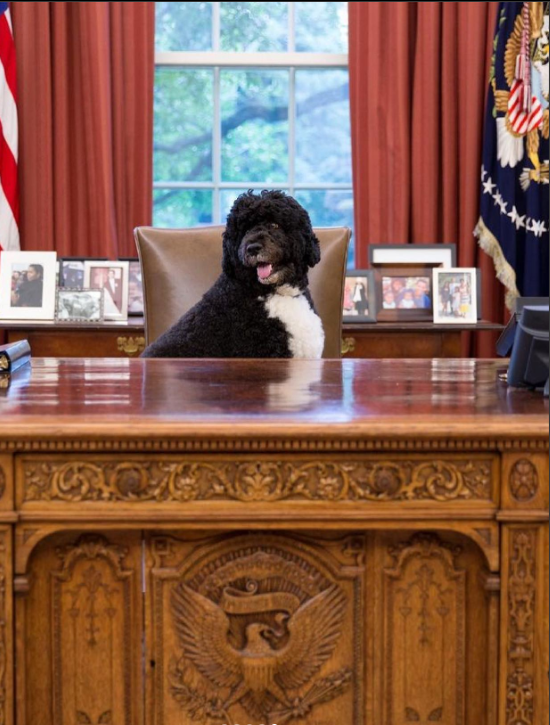 campanie electorala, SUA, alegeri, Barack Obama, Bo, câine